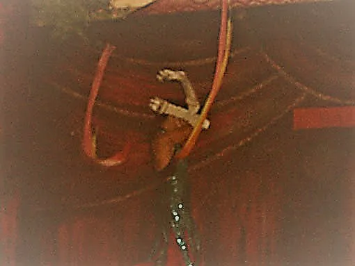 immegine per Luci del Circo