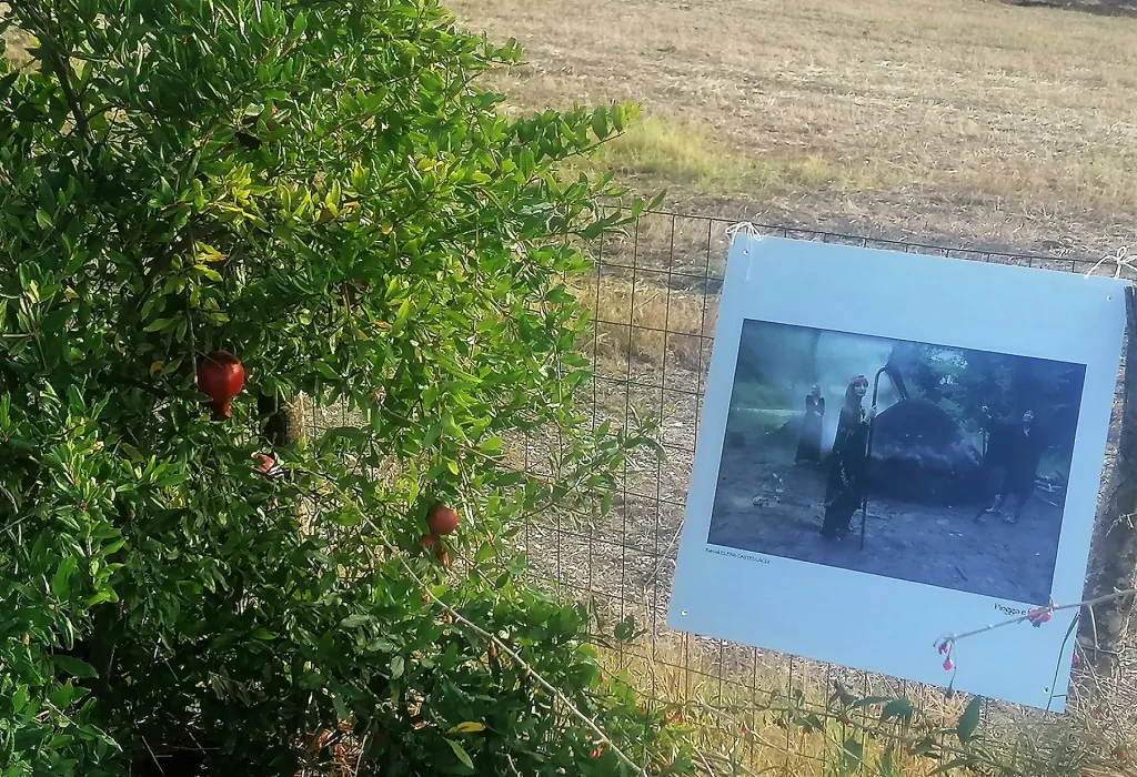 immagine per Natura e Pace