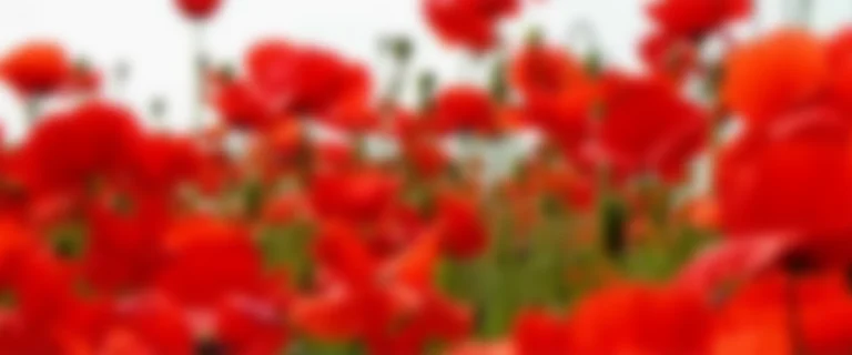 immagine per Bella come la pace, bella come la libertà.
