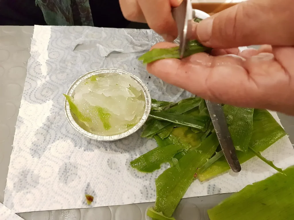 immagine per Menta, rosa e genziana. Il laboratorio di trasformazione erboristica