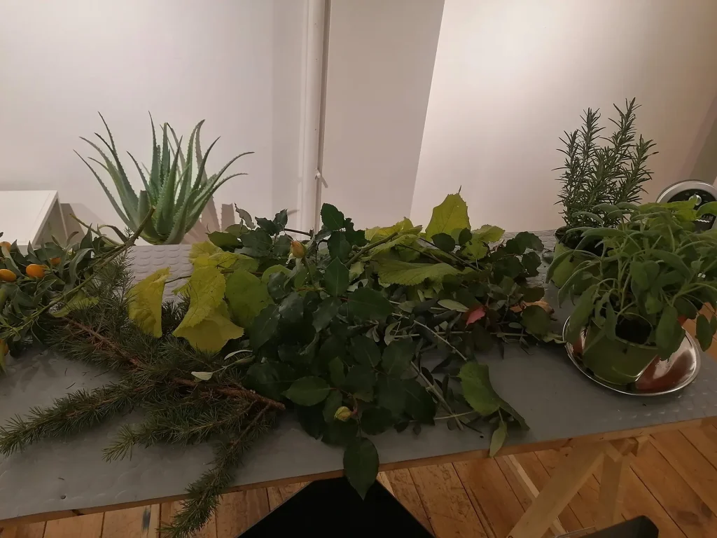 immagine per Laboratorio di Erbologia per bambini